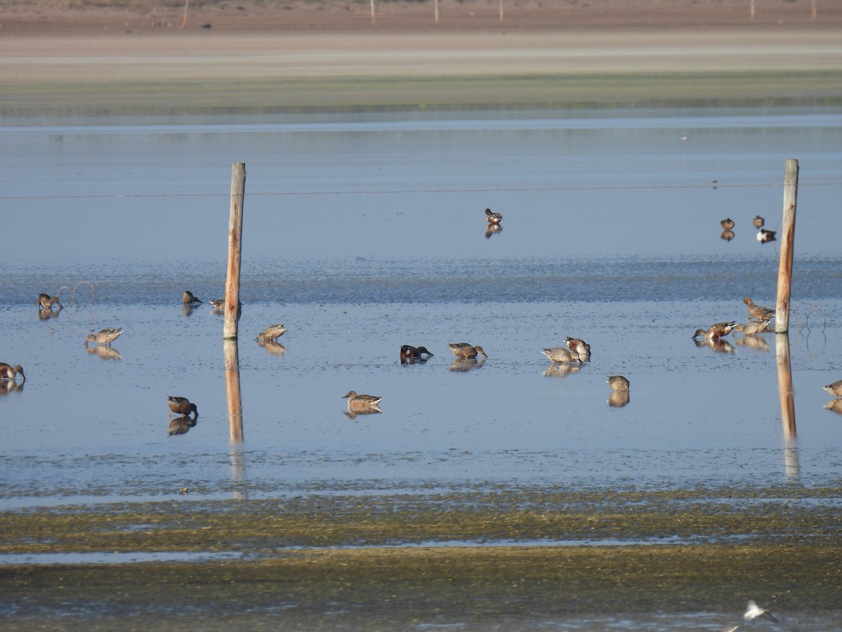 Northern Shoveler - ML646743317