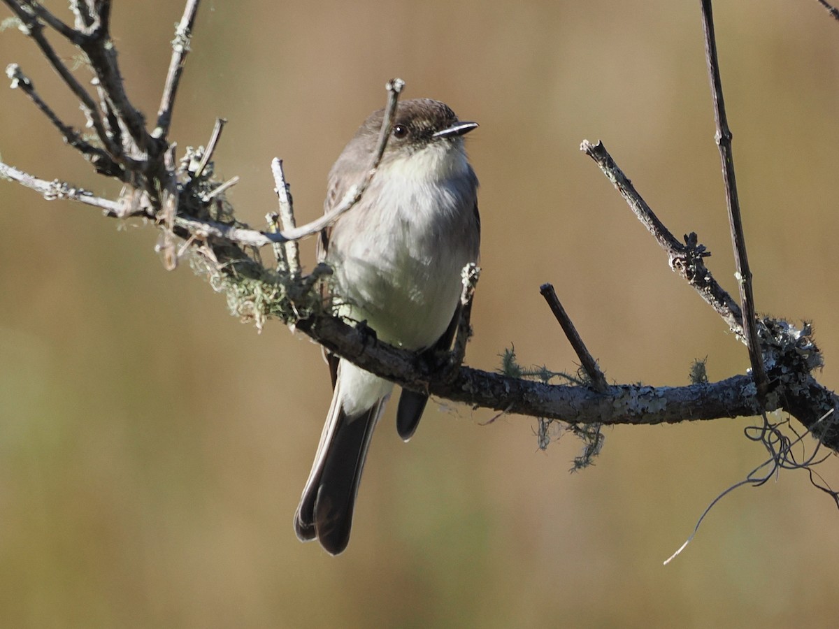 Eastern Phoebe - ML646743318