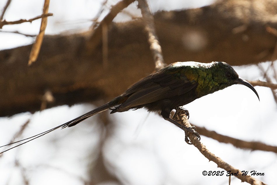 Нектарка бронзова - ML646743322