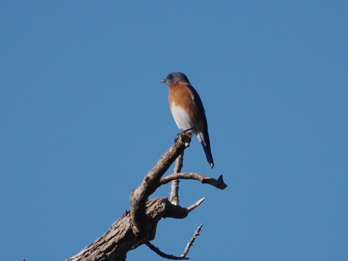 Eastern Bluebird - ML646743323