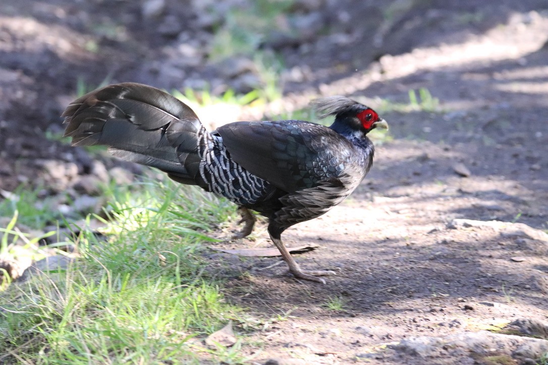 Kalij Pheasant - ML646743326