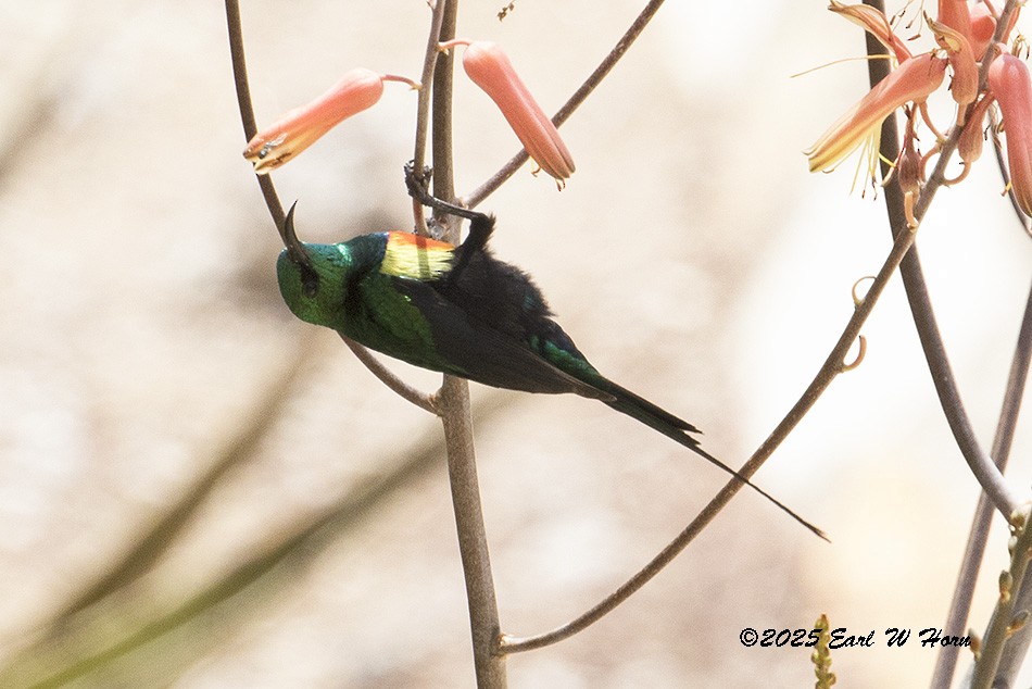 Gorgeous Sunbird - ML646743327