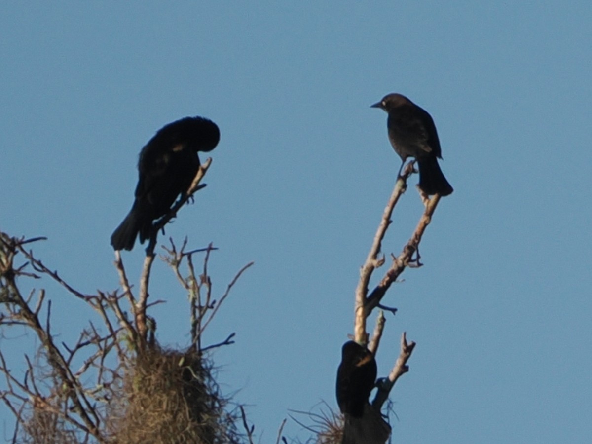 Rusty Blackbird - ML646743328
