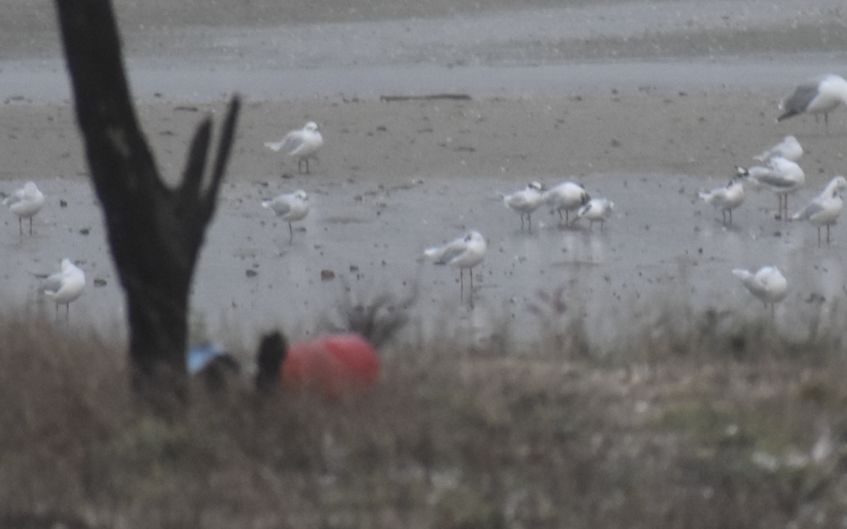 Mediterranean Gull - ML646743330