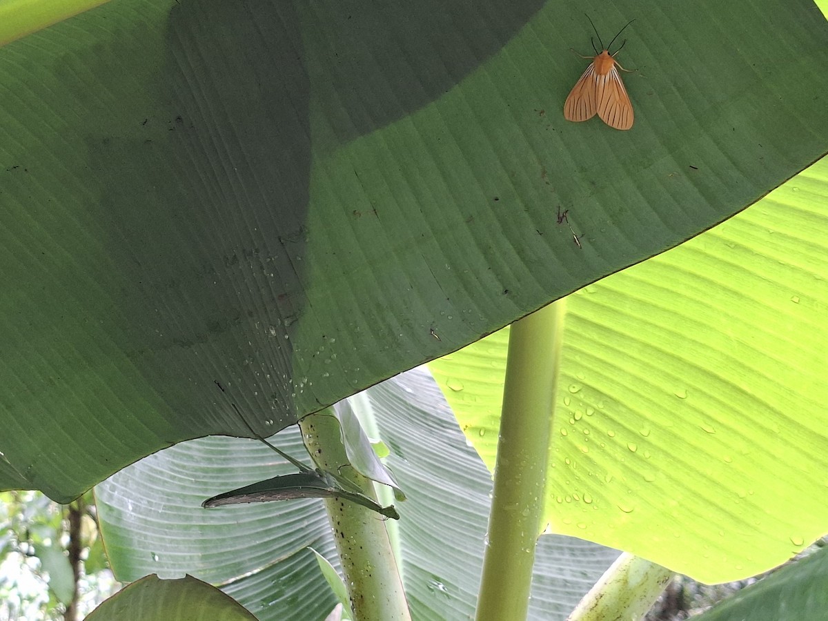 Insects - ML646743332