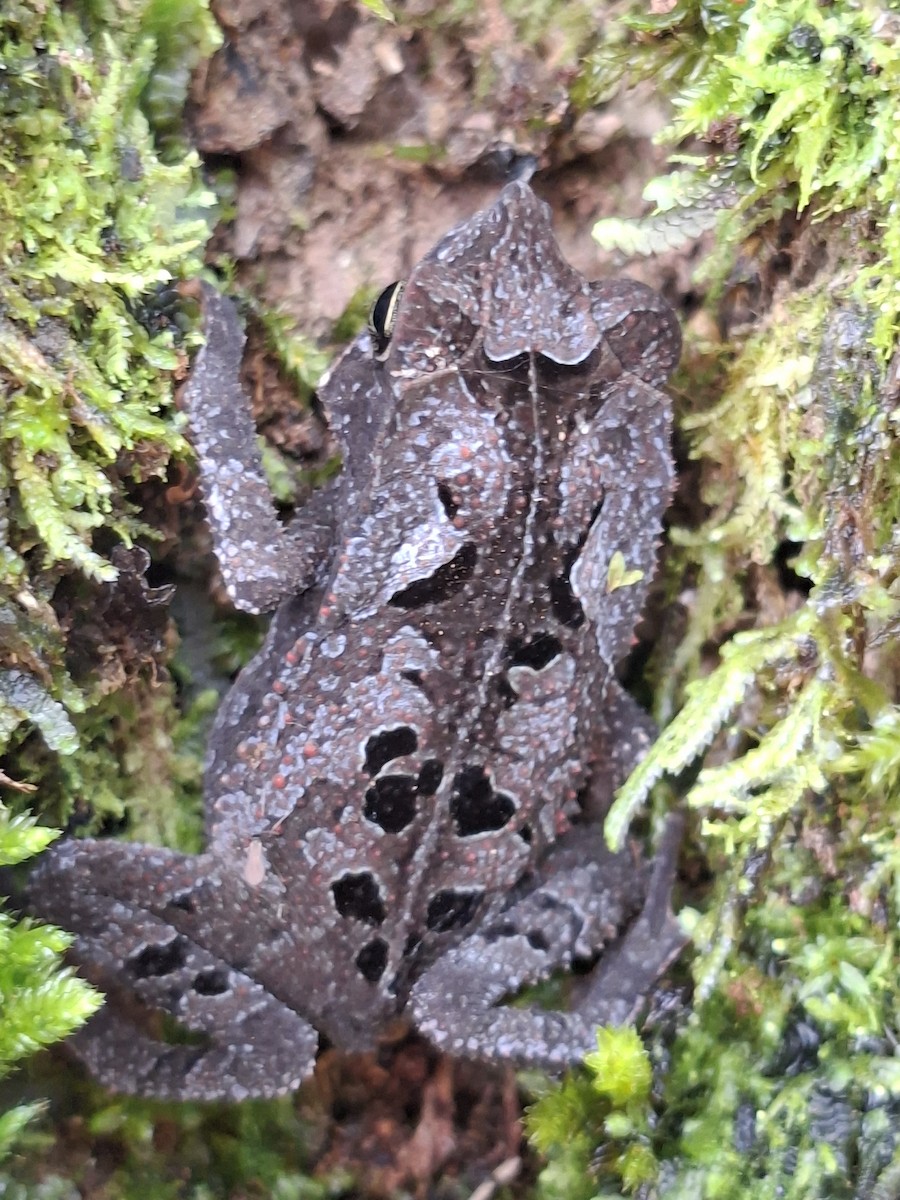 Beaked Toads - ML646743333