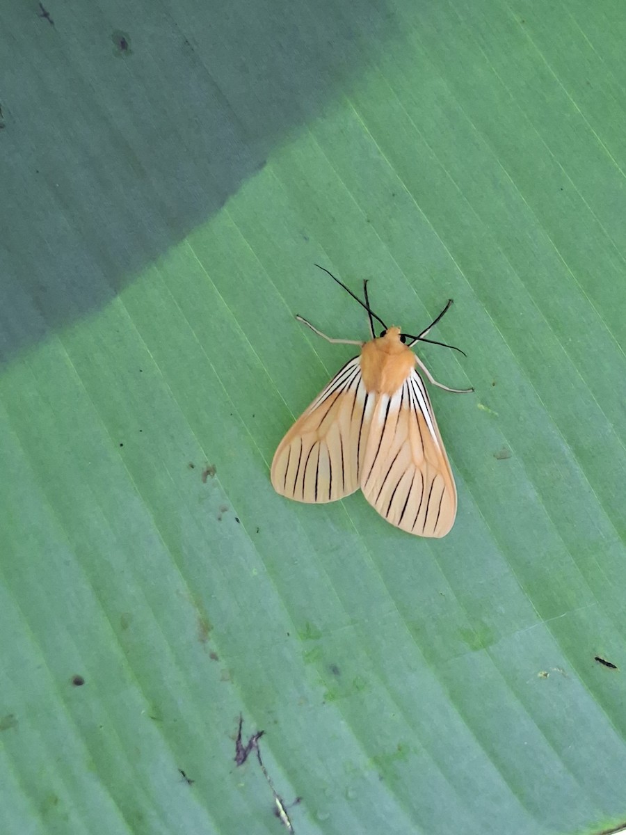 Black-veined Yellow - ML646743334