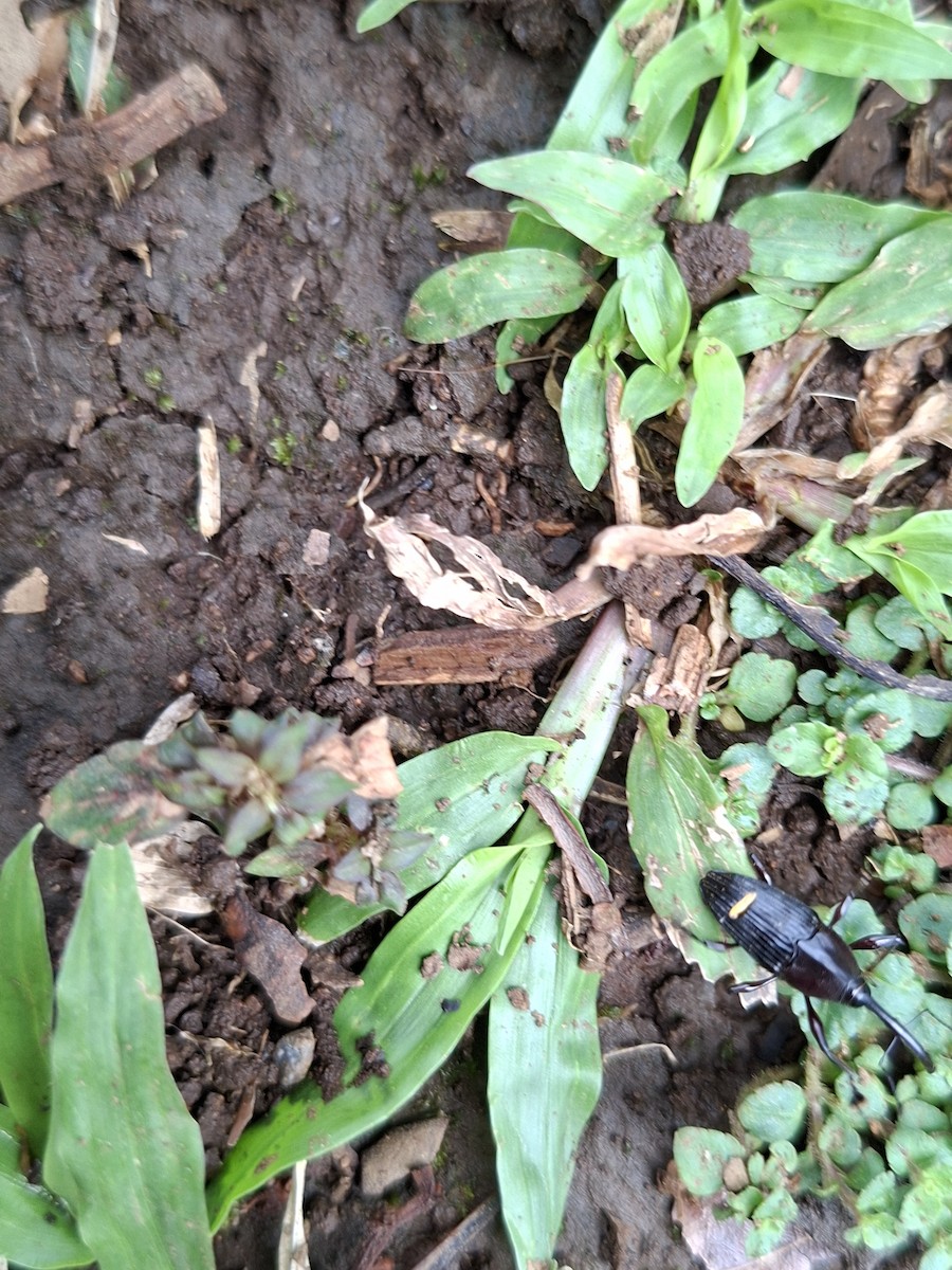 Insects - ML646743336