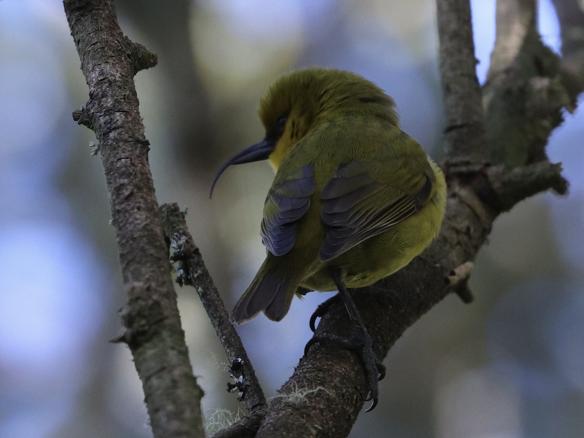 Akiapolaau - ML646743338