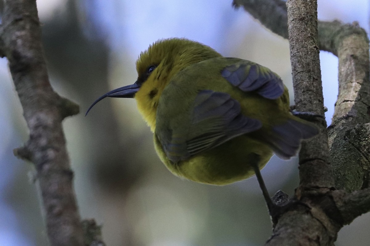 Akiapolaau - ML646743339