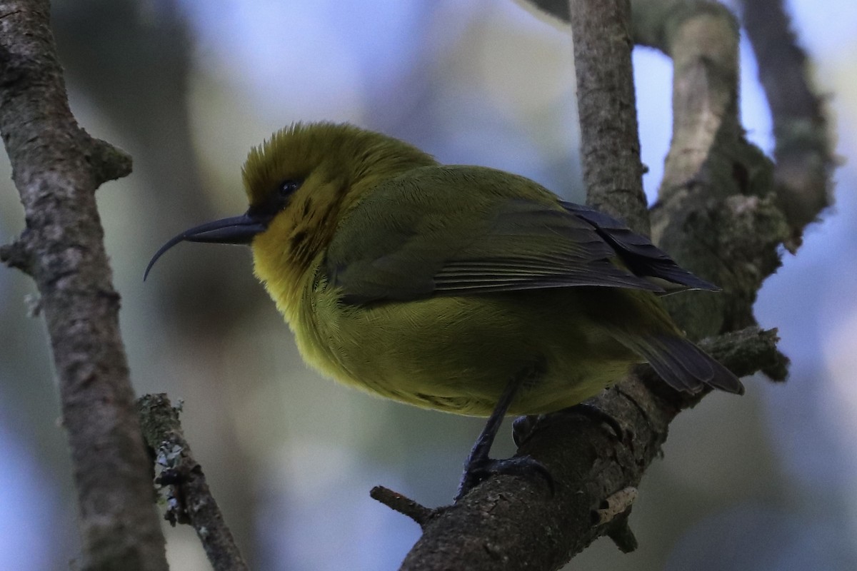 Akiapolaau - ML646743340