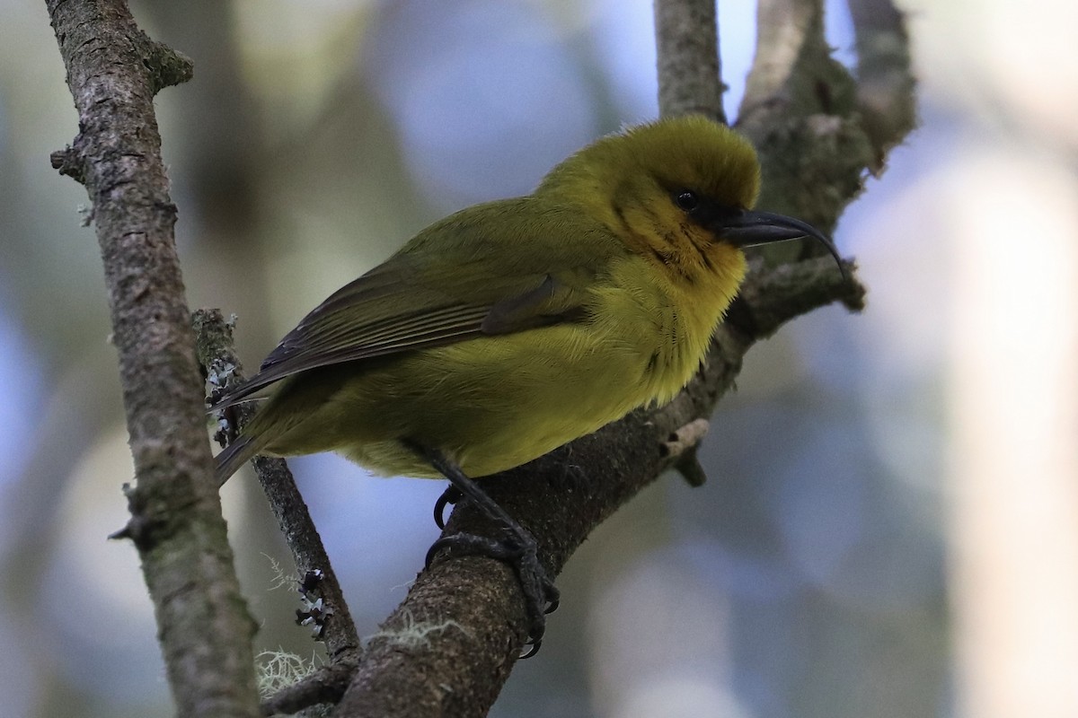 Akiapolaau - ML646743341