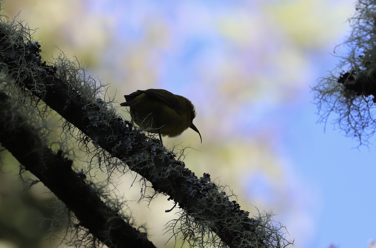 Akiapolaau - ML646743342