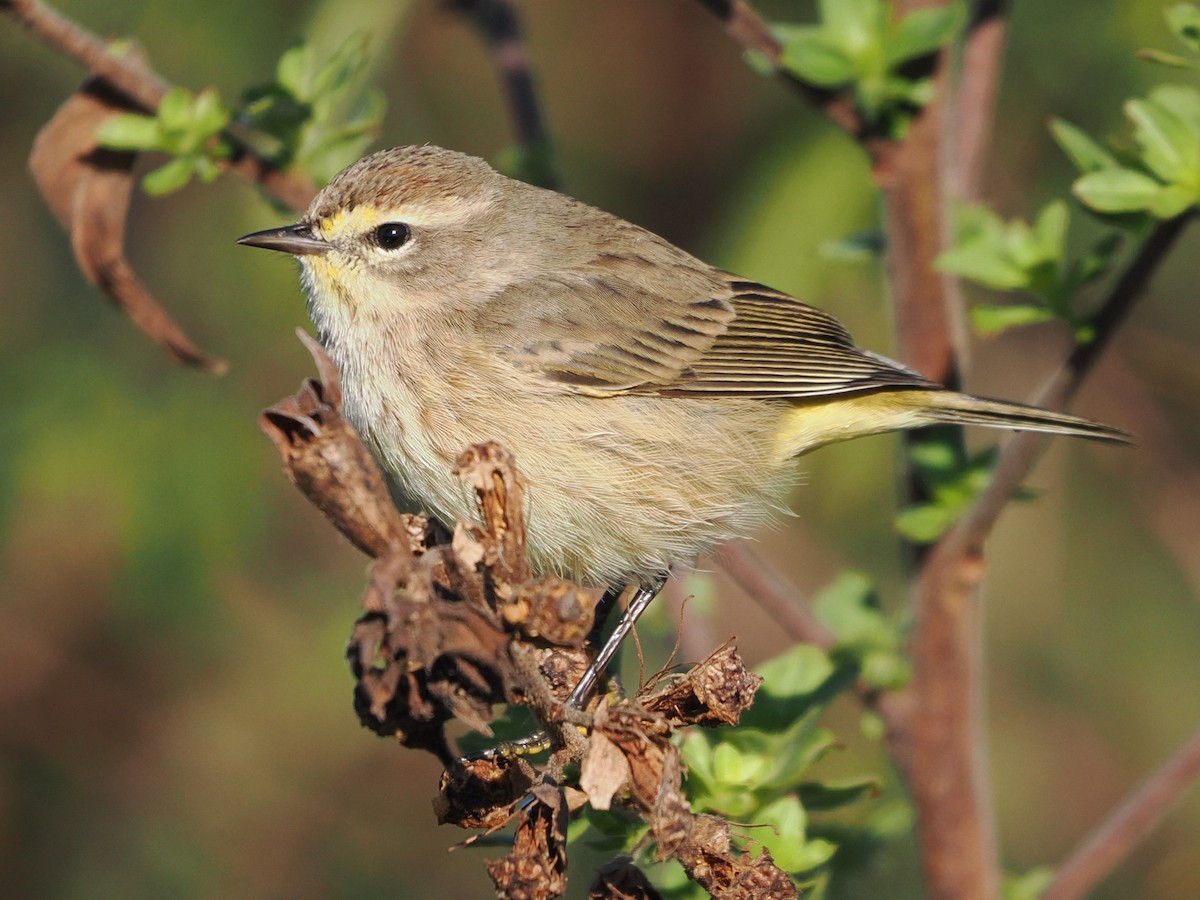 Palm Warbler - ML646743344