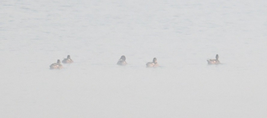 kopřivka obecná - ML646743345