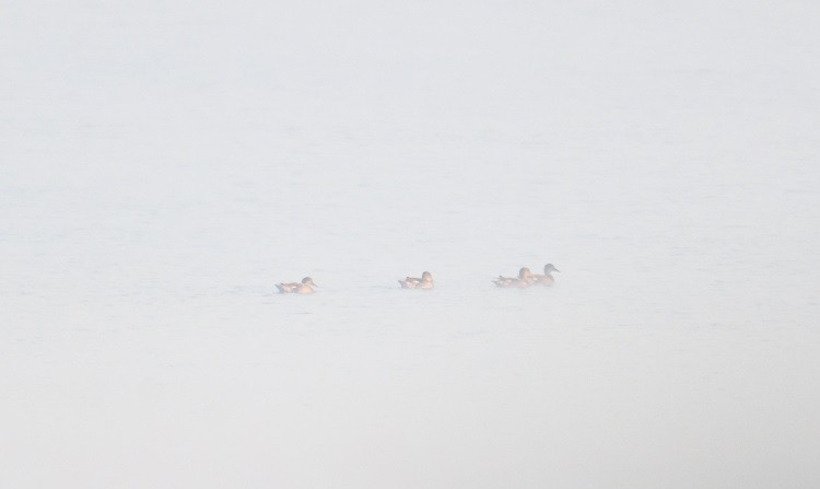 kopřivka obecná - ML646743346