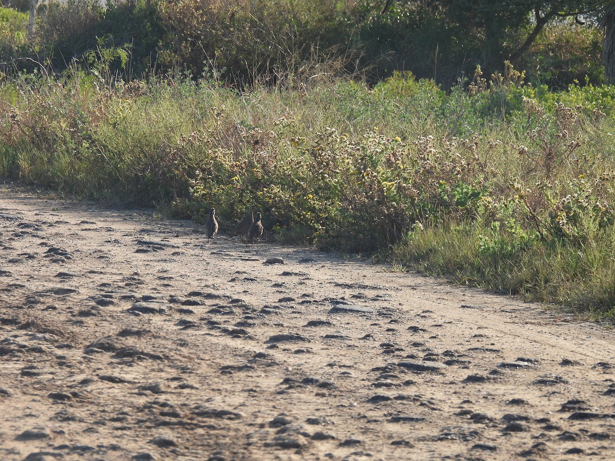 Northern Bobwhite - ML646743349
