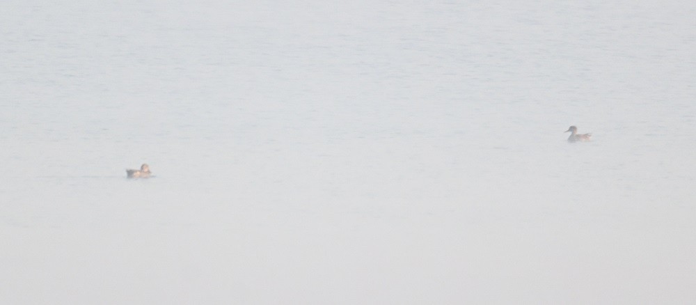 kachnovití sp. - ML646743350