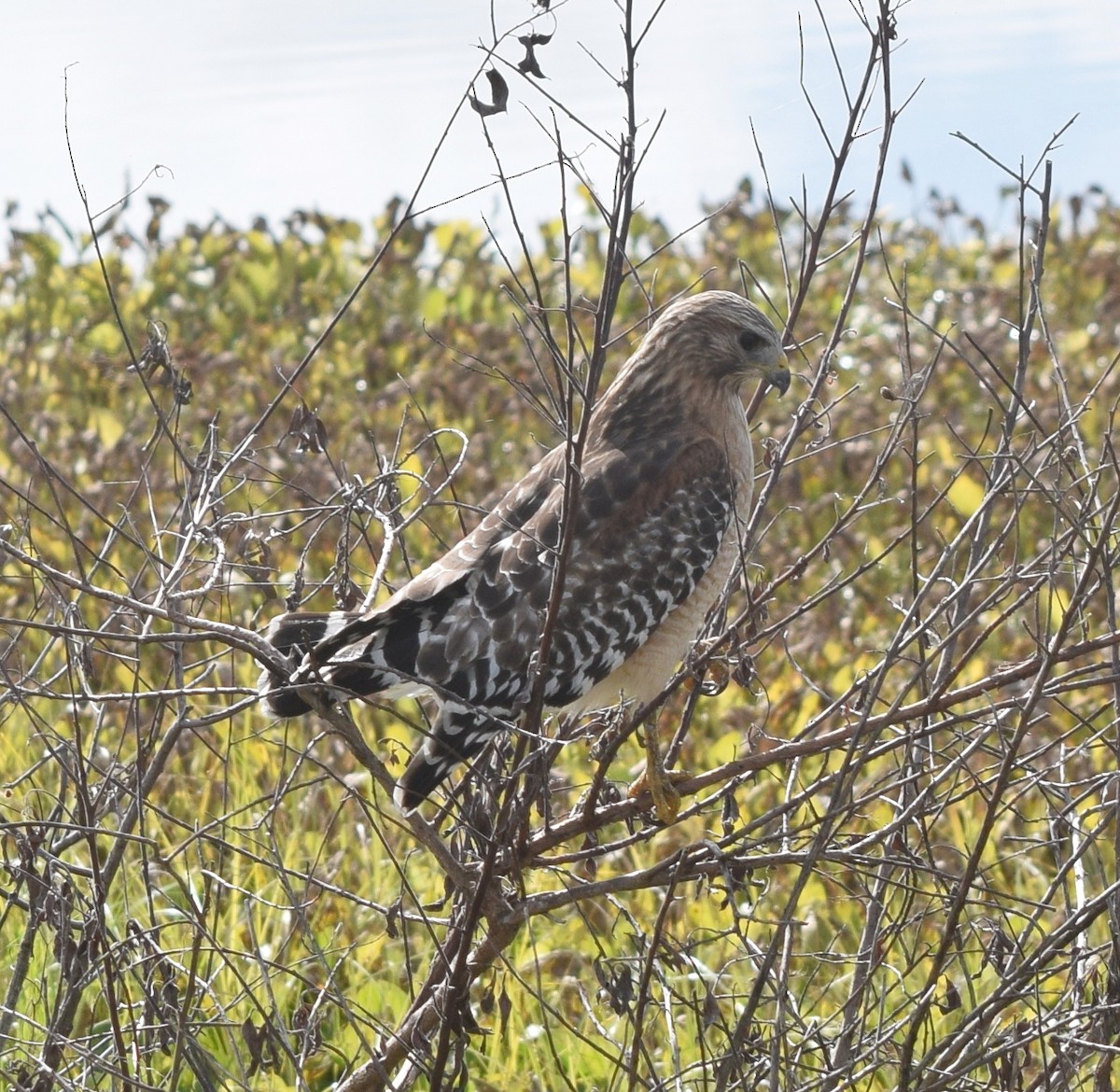Канюк рудоплечий - ML646743353