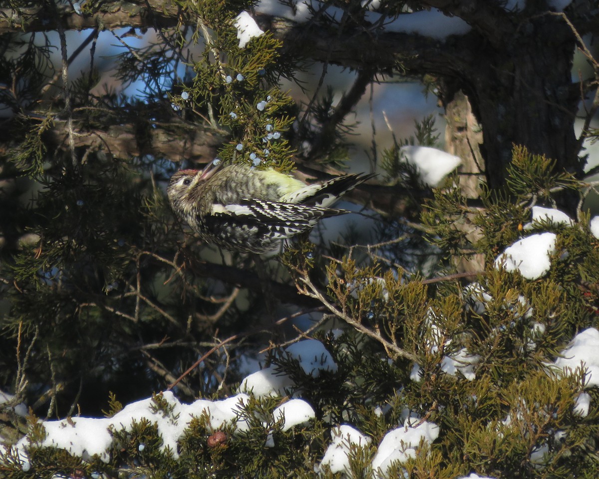 シルスイキツツキ - ML646743354