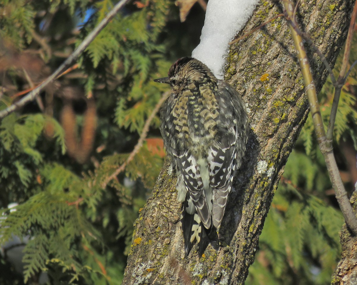 シルスイキツツキ - ML646743355