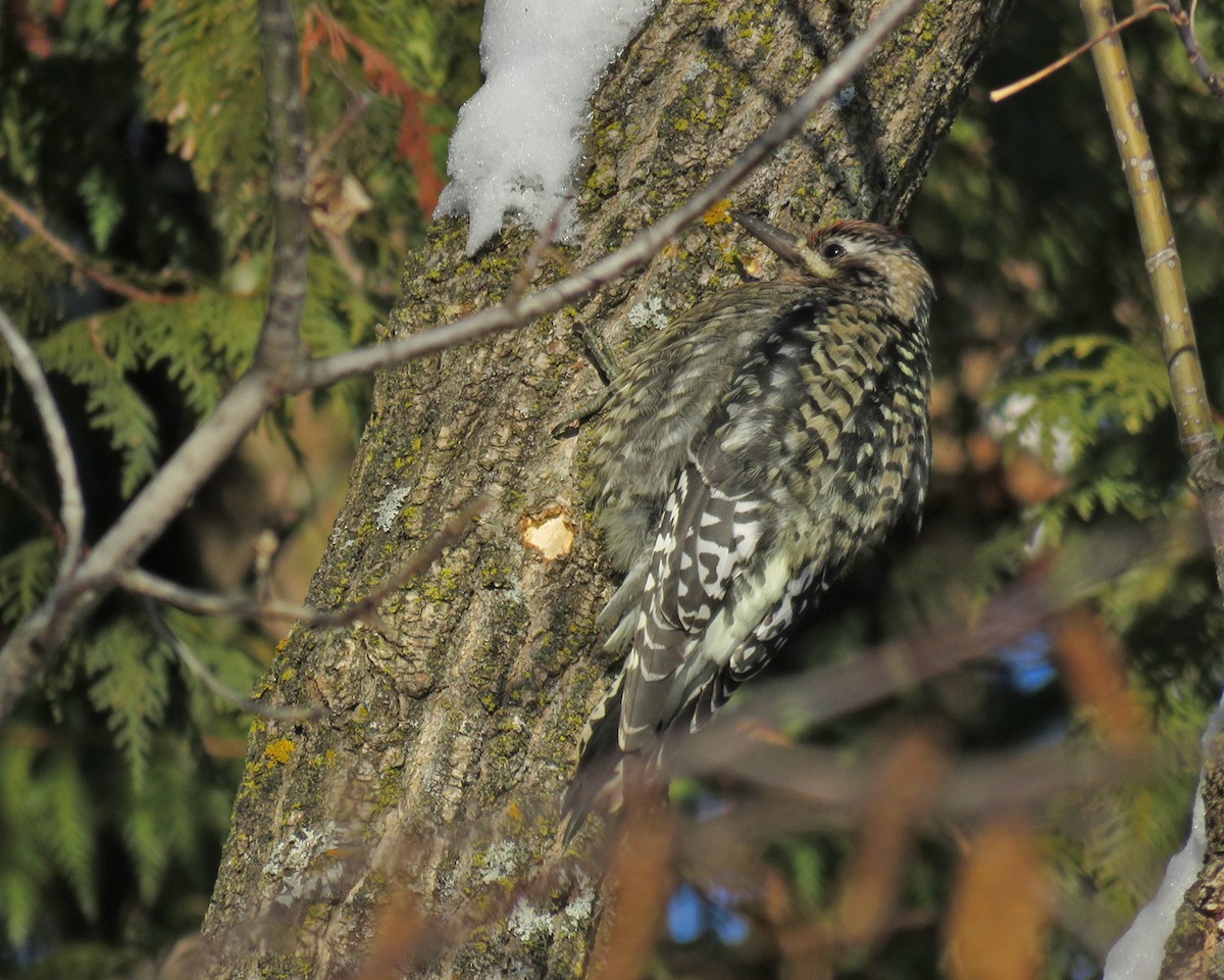 シルスイキツツキ - ML646743356