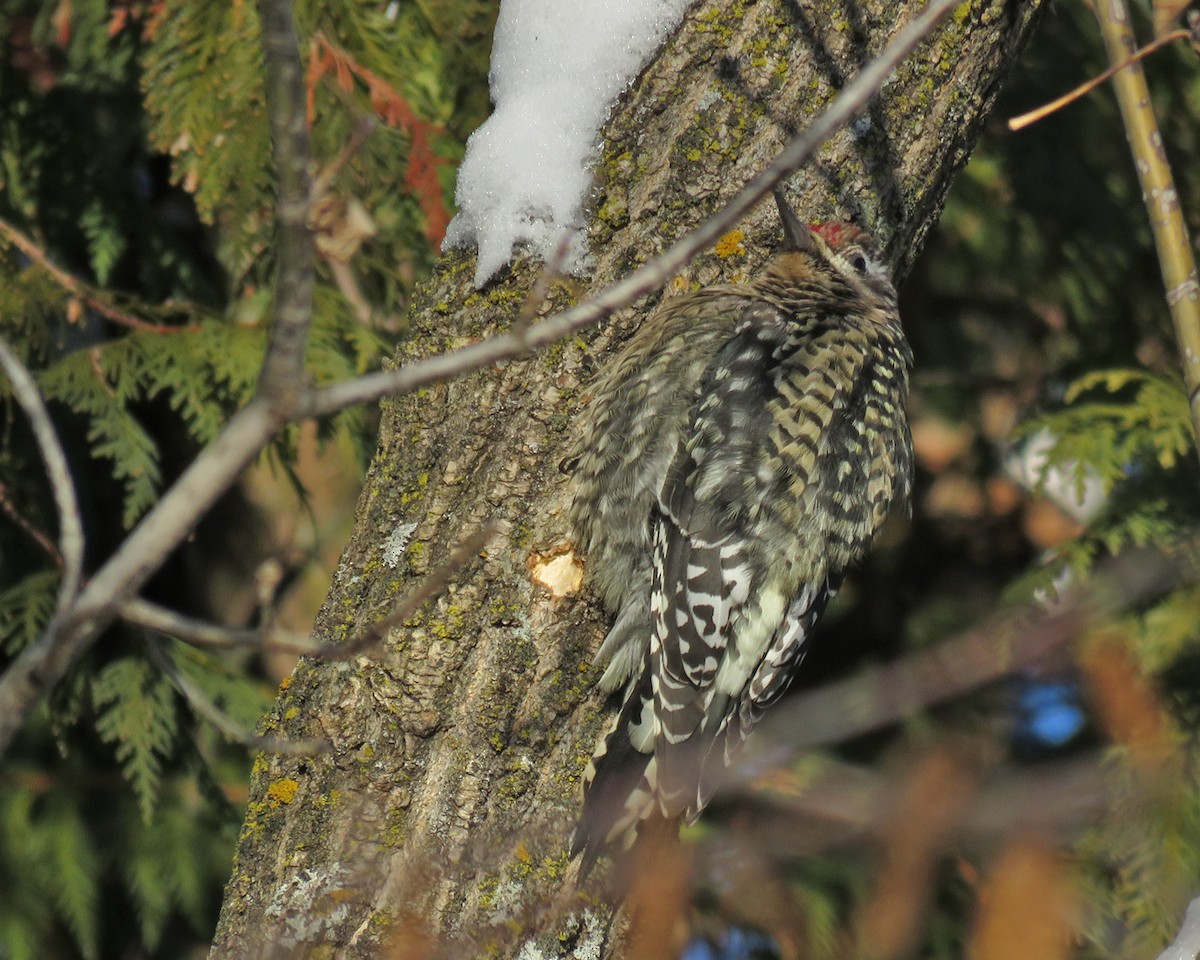 シルスイキツツキ - ML646743357