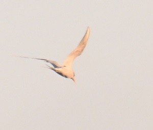 rybák říční - ML646743358