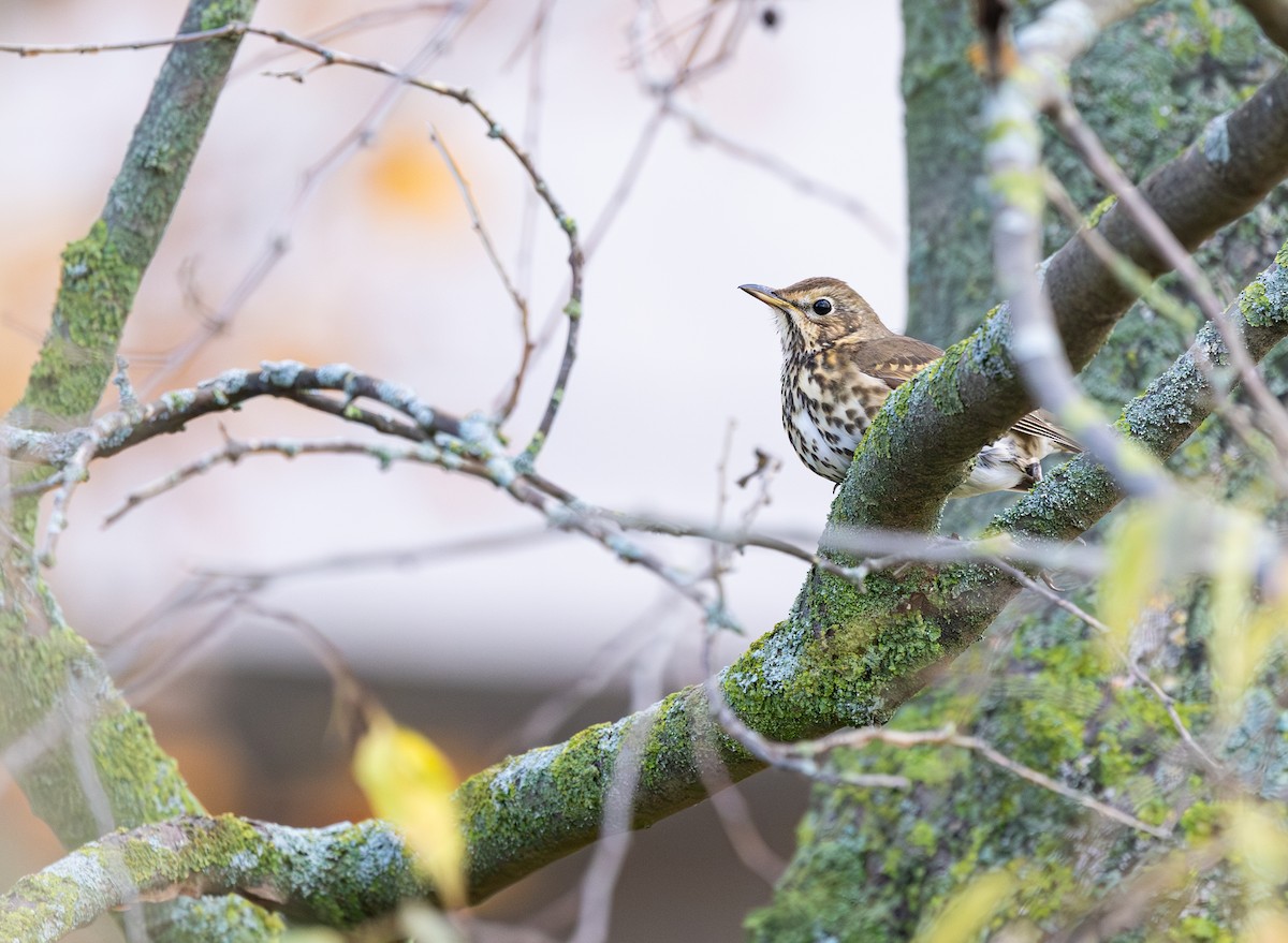 ウタツグミ - ML646743360