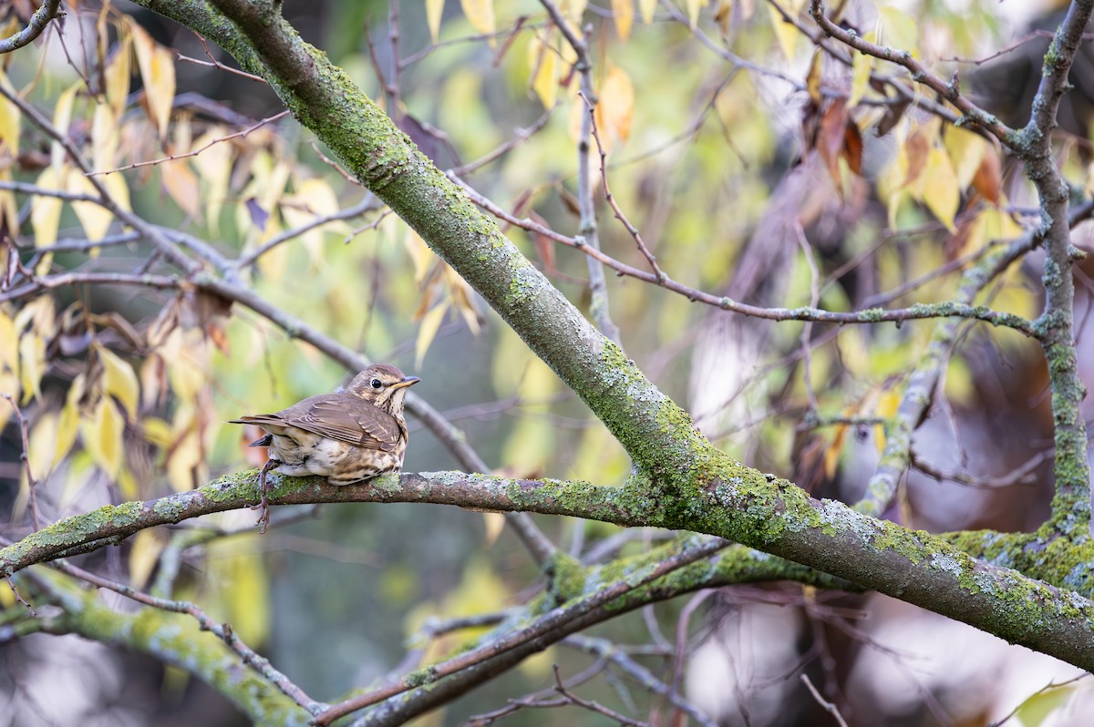 ウタツグミ - ML646743361