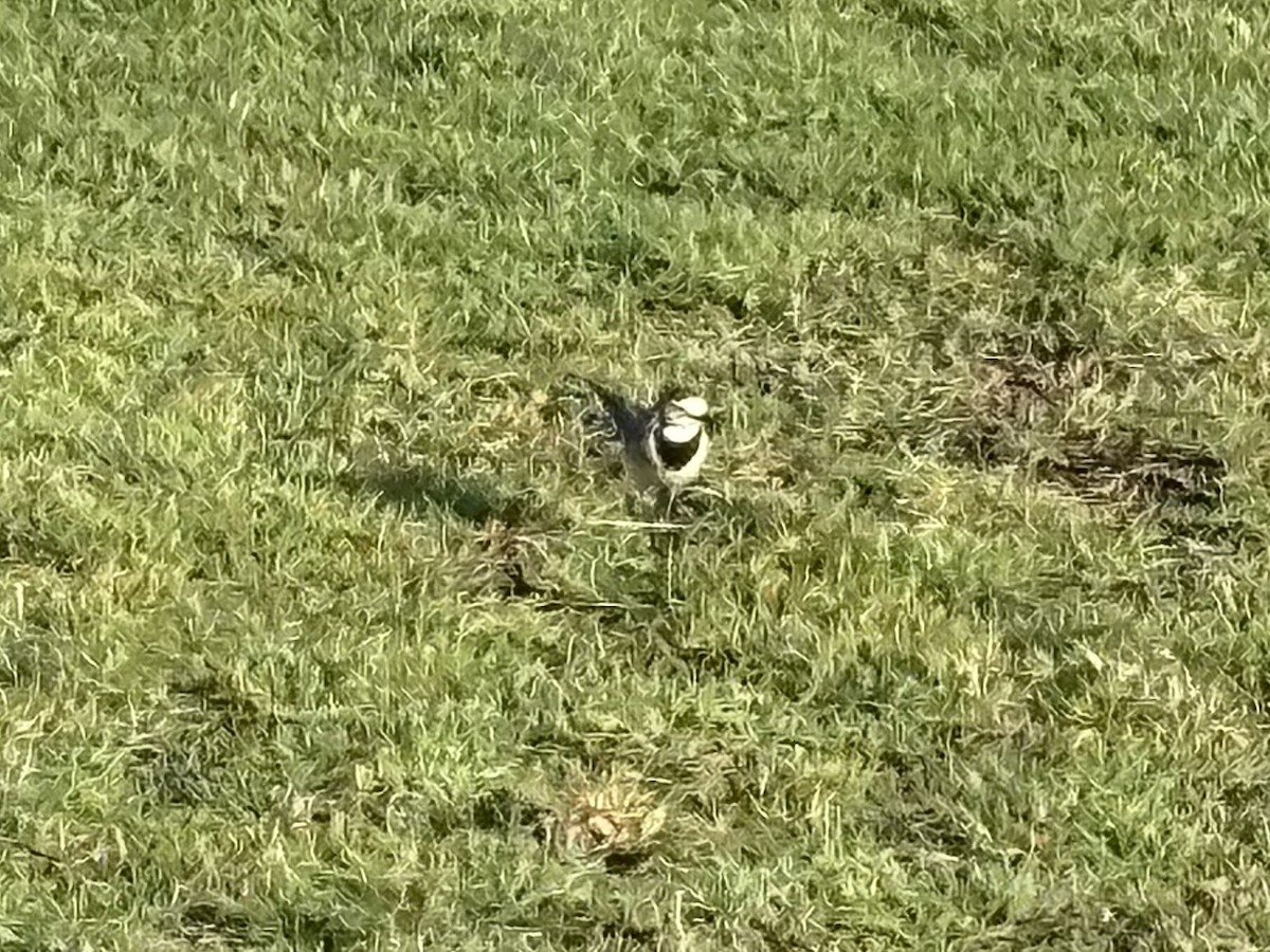 Bergeronnette grise - ML646743363