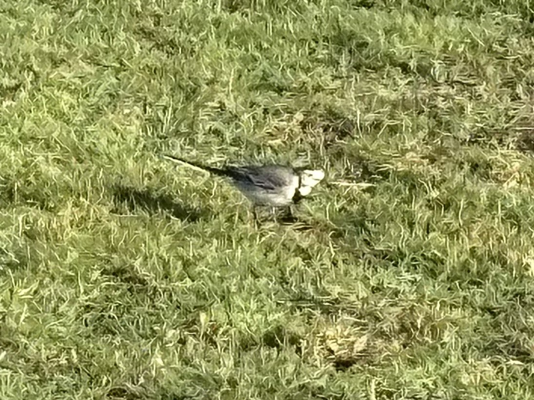 Bergeronnette grise - ML646743364