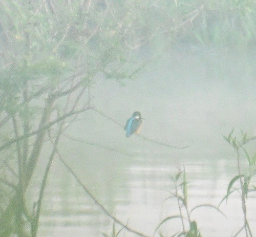 ledňáček říční - ML646743365