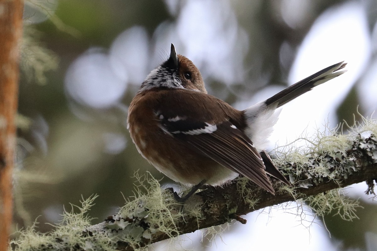 Hawaii Elepaio - ML646743369