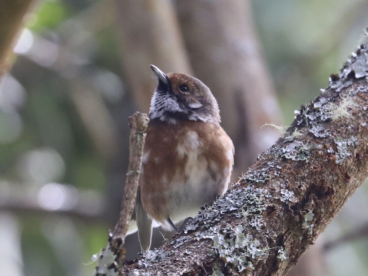 Hawaii Elepaio - ML646743370