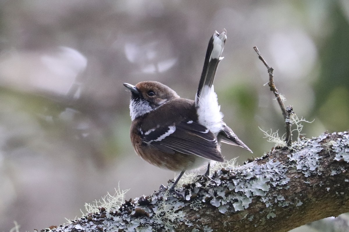 Hawaii Elepaio - ML646743371