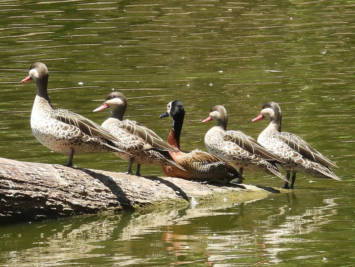 Красноклювая шилохвость - ML646743372