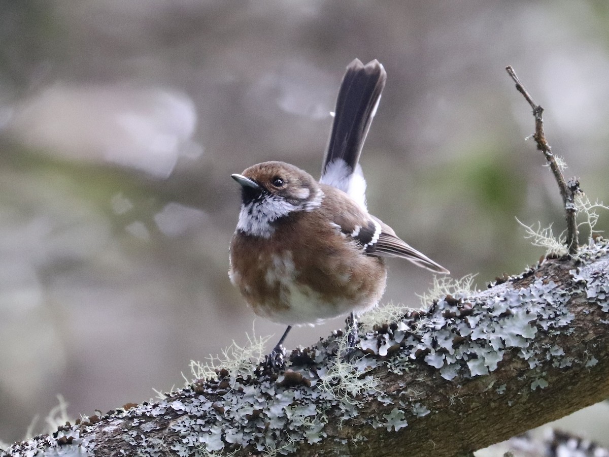 Hawaii Elepaio - ML646743373