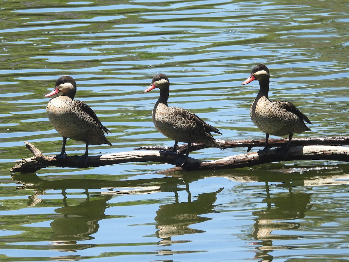 Красноклювая шилохвость - ML646743374