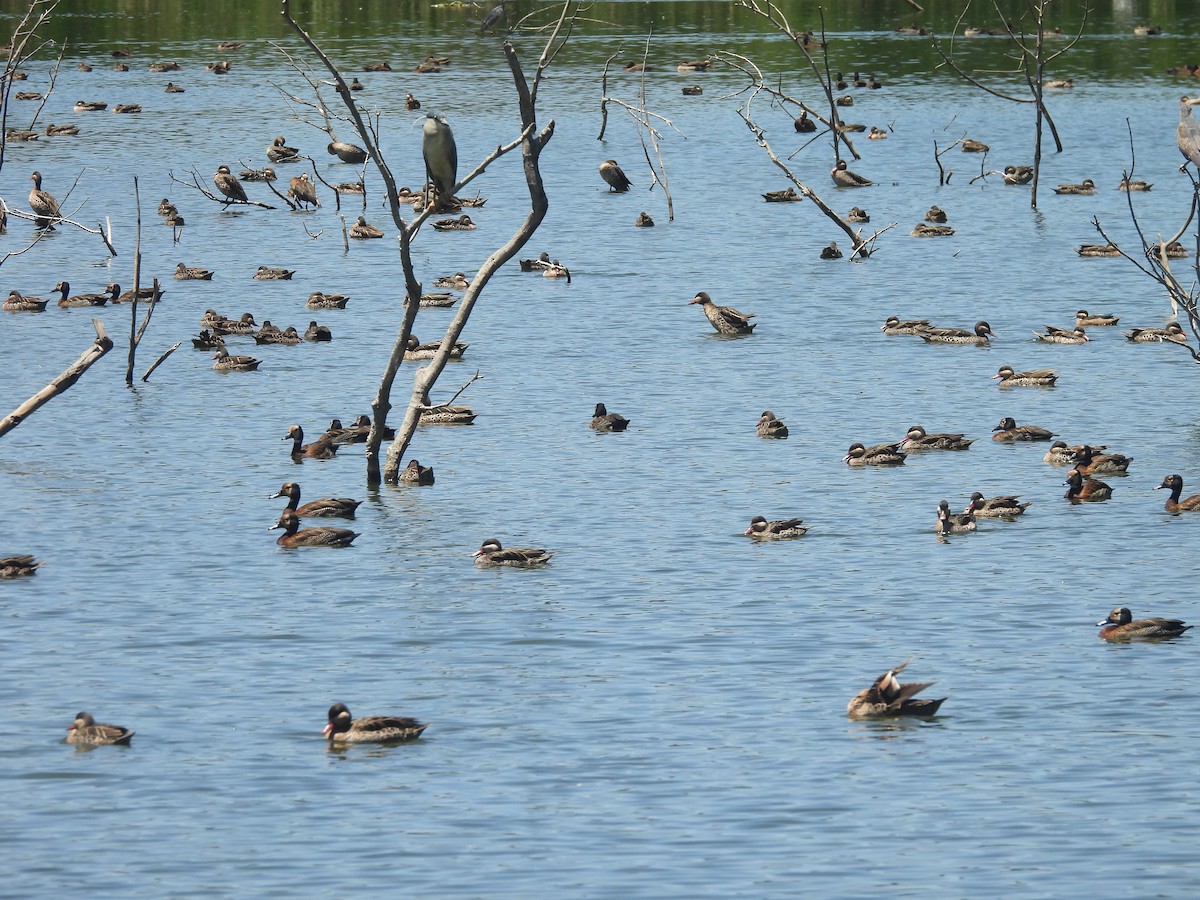 Красноклювая шилохвость - ML646743375