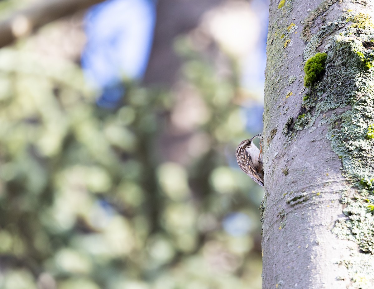 タンシキバシリ - ML646743377