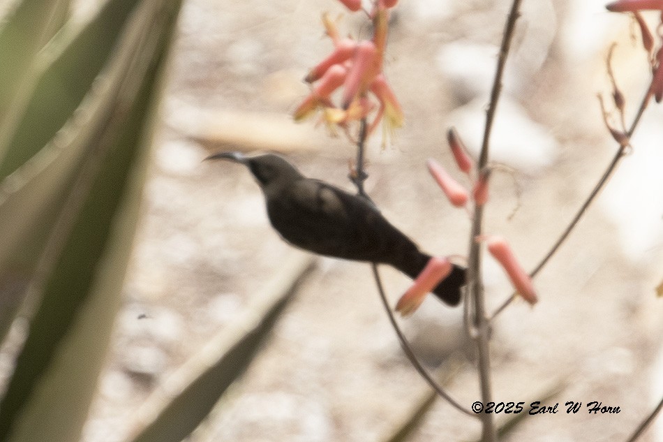 Нектаркові sp. (sunbird sp.) - ML646743378