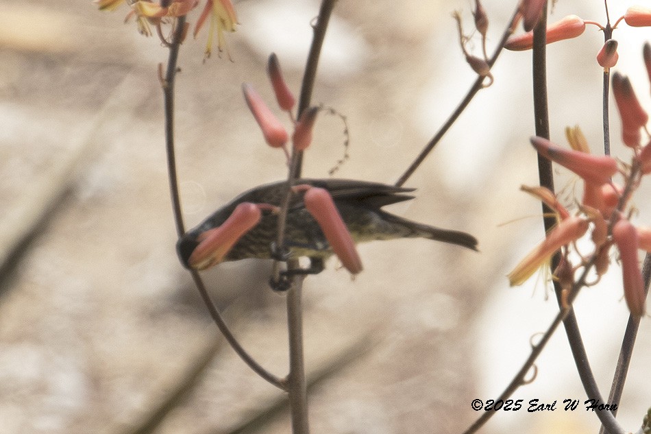 Нектаркові sp. (sunbird sp.) - ML646743379