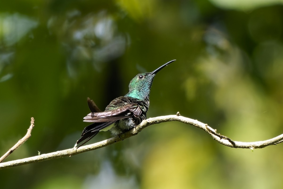 kolibřík bělořitý - ML646743380