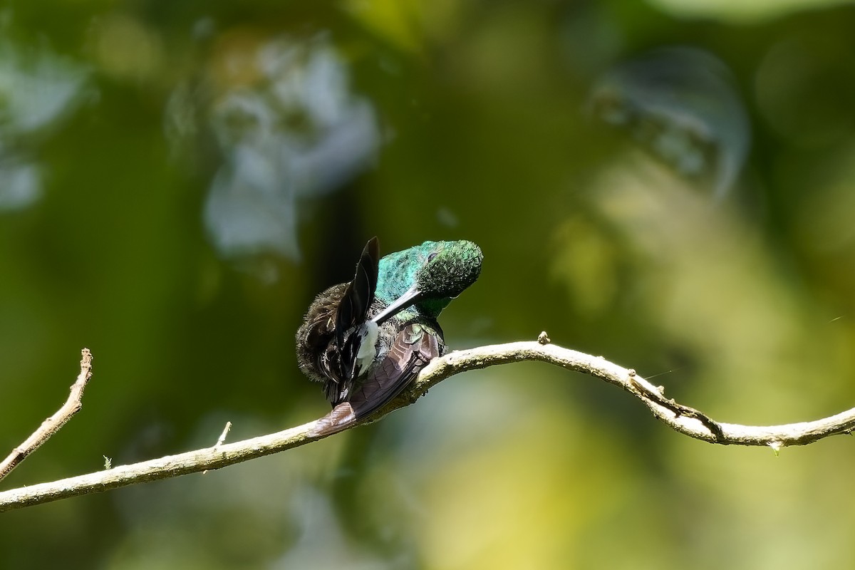 kolibřík bělořitý - ML646743381