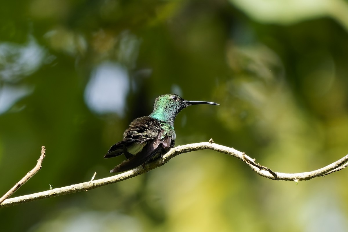 kolibřík bělořitý - ML646743382