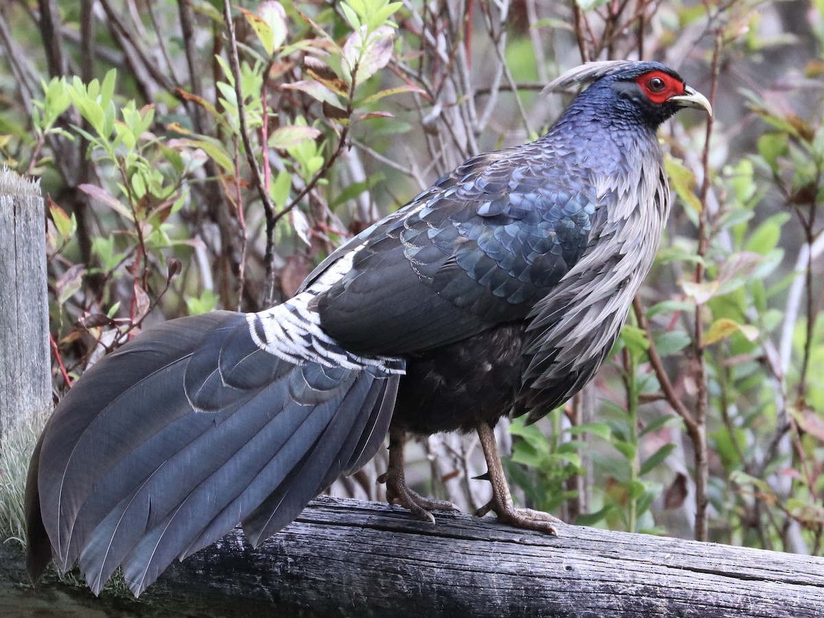 Kalij Pheasant - ML646743383