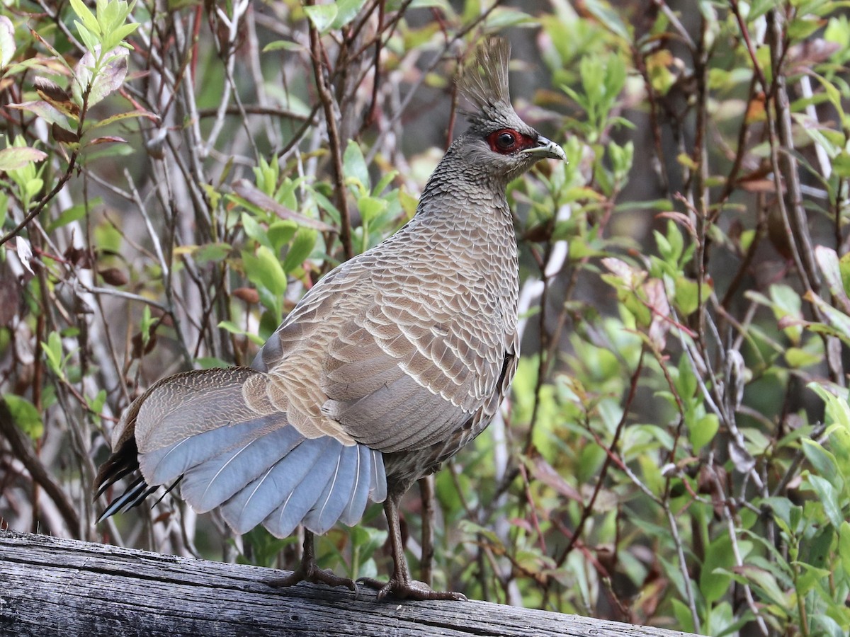 Kalij Pheasant - ML646743384