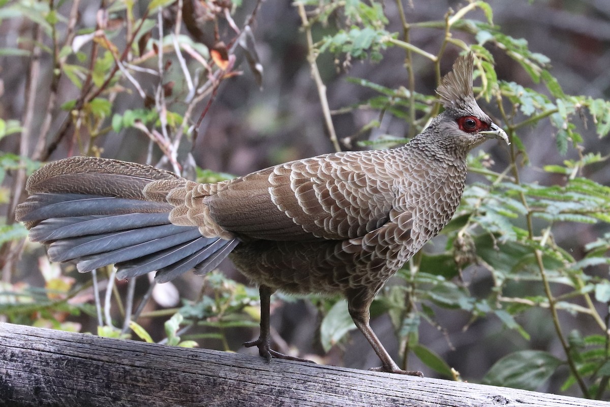 Kalij Pheasant - ML646743385