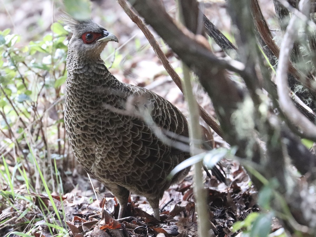 Kalij Pheasant - ML646743386